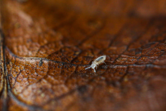 Tiny spring tail on a leaf 