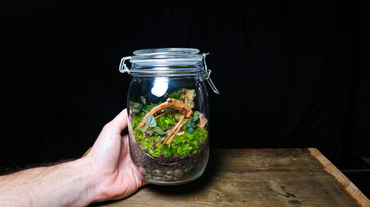 Terrariums: Bringing Nature Indoors