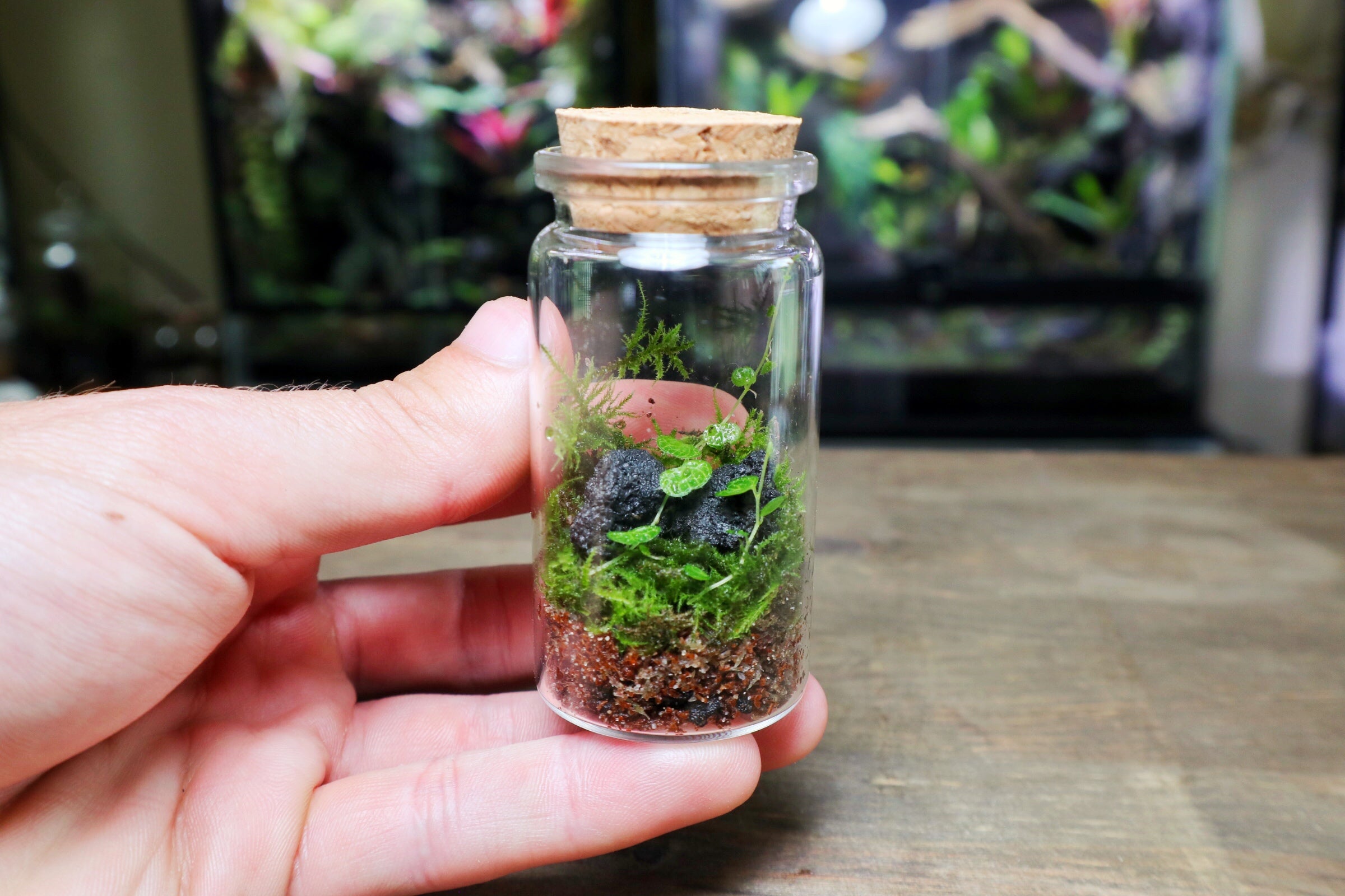 Cave Terrarium Kit - Easy Terrarium Kit For Sale UK – Terrarium Designs