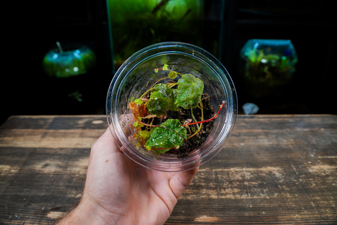Begonia Lita - Rare Terrarium Plant (UK Delivery Only)
