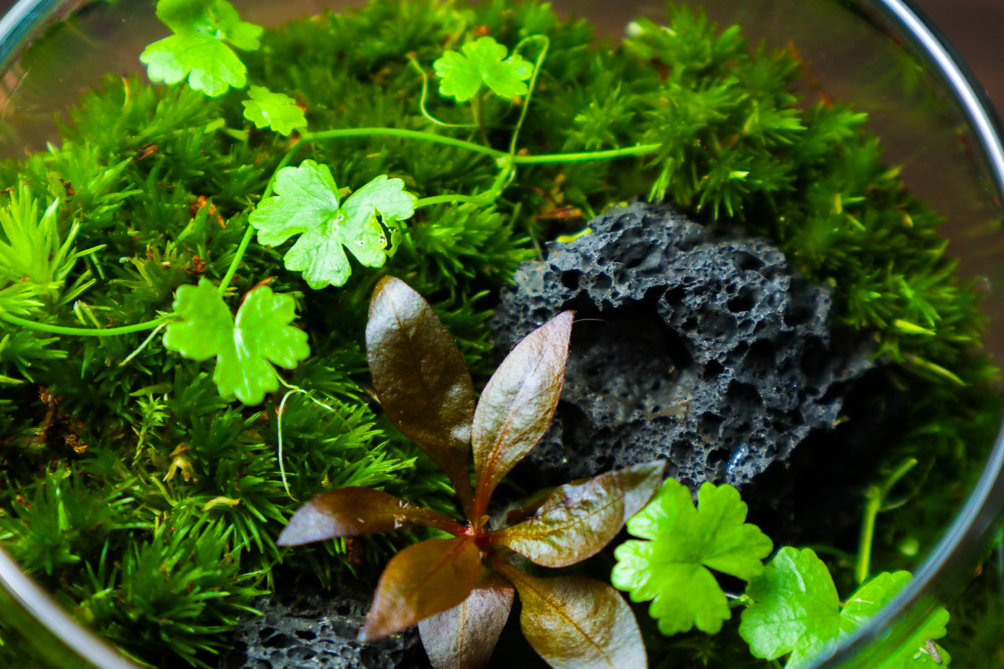 Globe Terrarium #2 (UK Delivery Only)