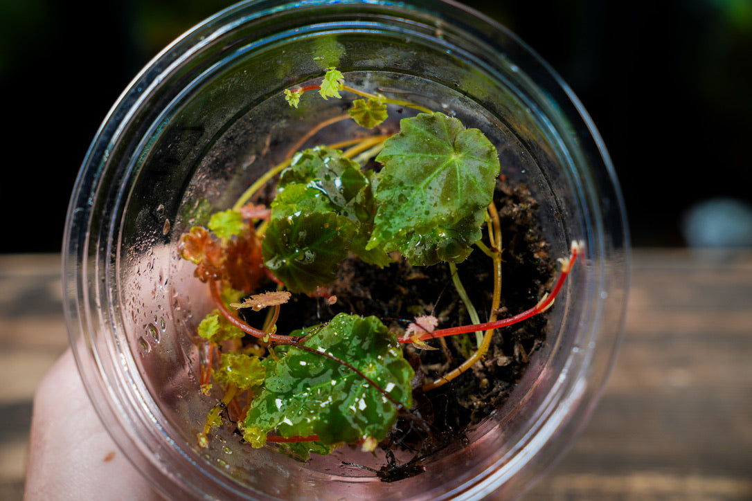 rare terrarium plants Begonia Lita