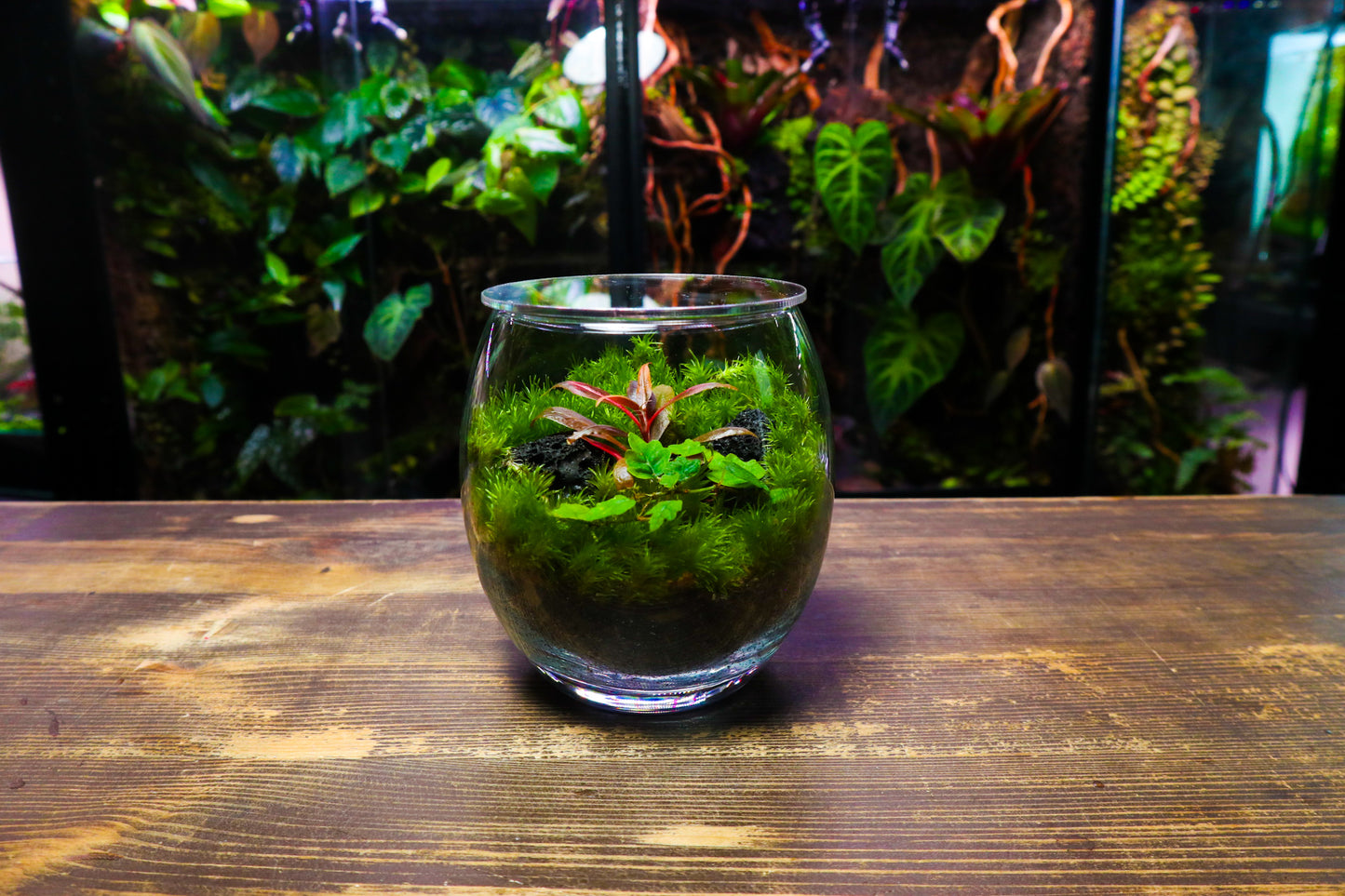 Globe Terrarium #1 (UK Delivery Only)