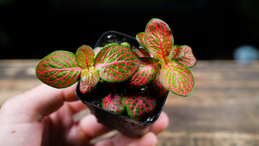 Hand holding a small potted plant with red and green leaves on a wooden surface.