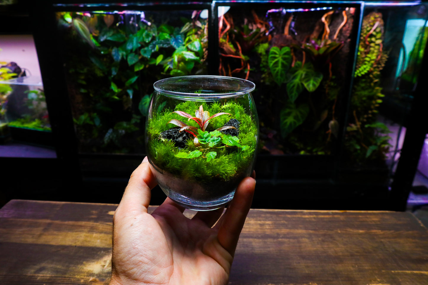 Globe Terrarium #1 (UK Delivery Only)