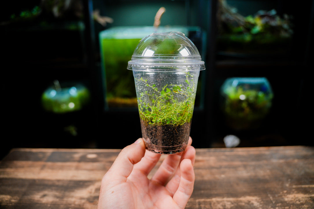 Peperomia Emarginella (Uk Delivery Only)