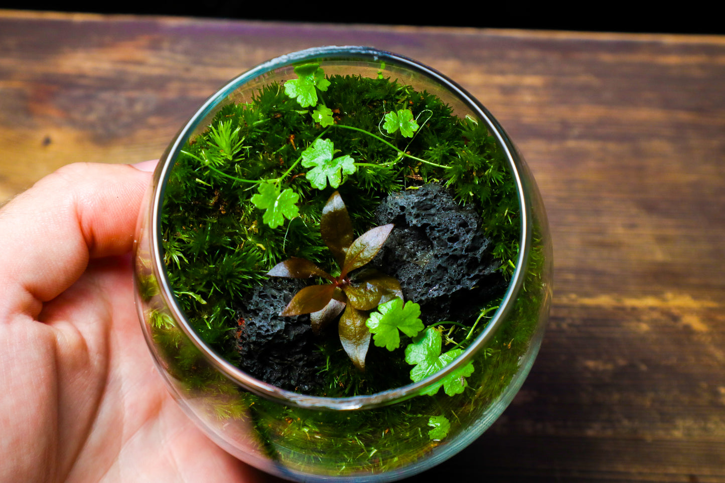 Globe Terrarium #2 (UK Delivery Only)