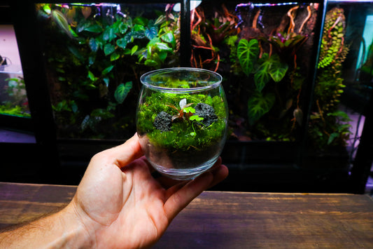 Globe Terrarium #2 (UK Delivery Only)