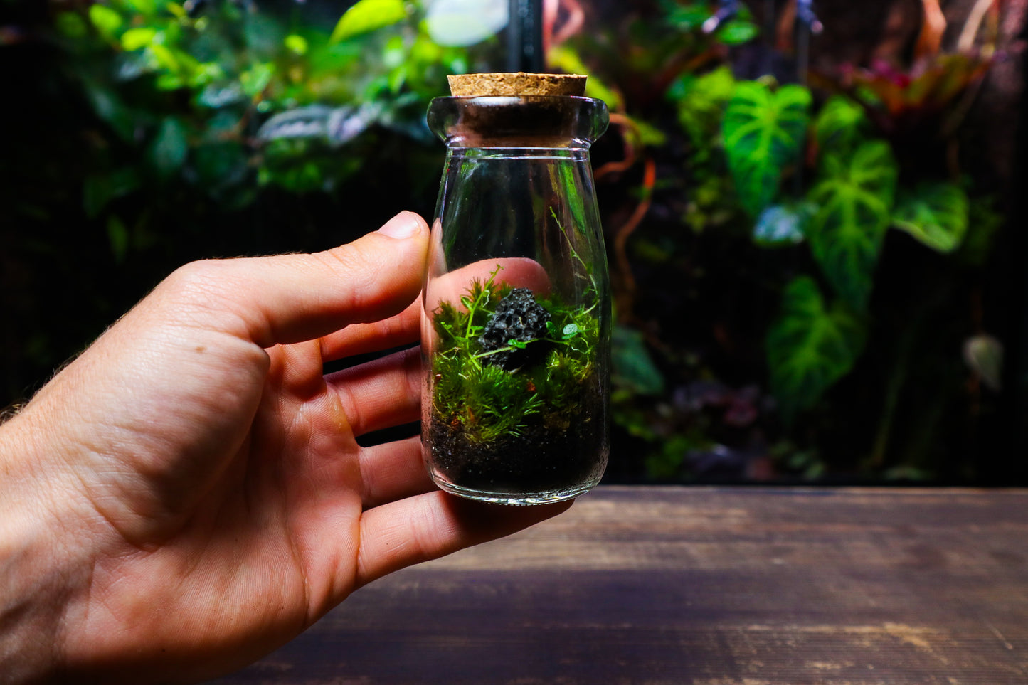 Rare Plant Terrarium (Peperomia Emarginella) (UK Delivery Only)