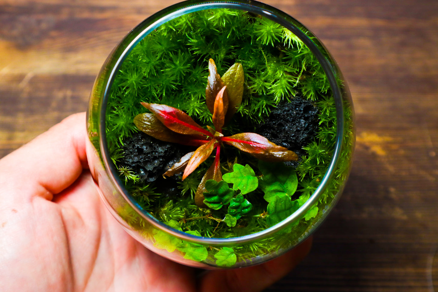 Globe Terrarium #1 (UK Delivery Only)