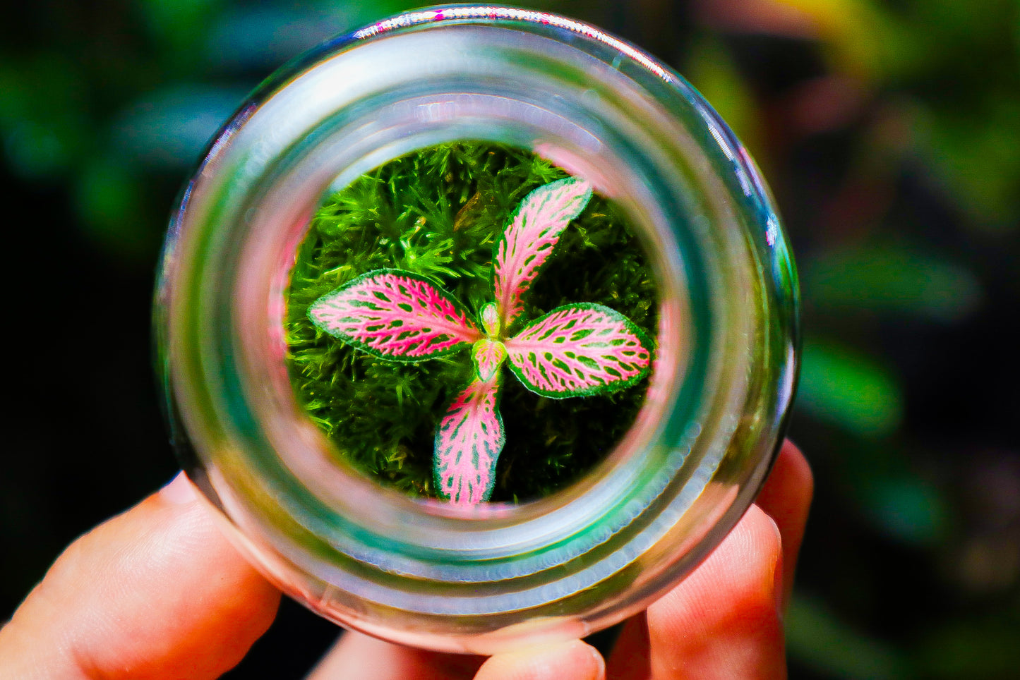 Fittonia Terrarium - Red (UK Delivery Only)