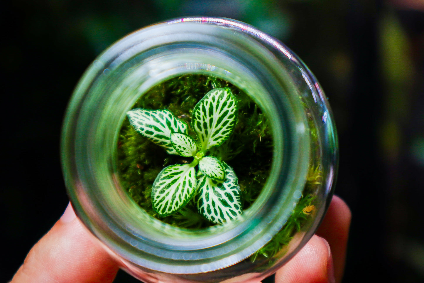 Fittonia Terrarium - White (UK Delivery Only)