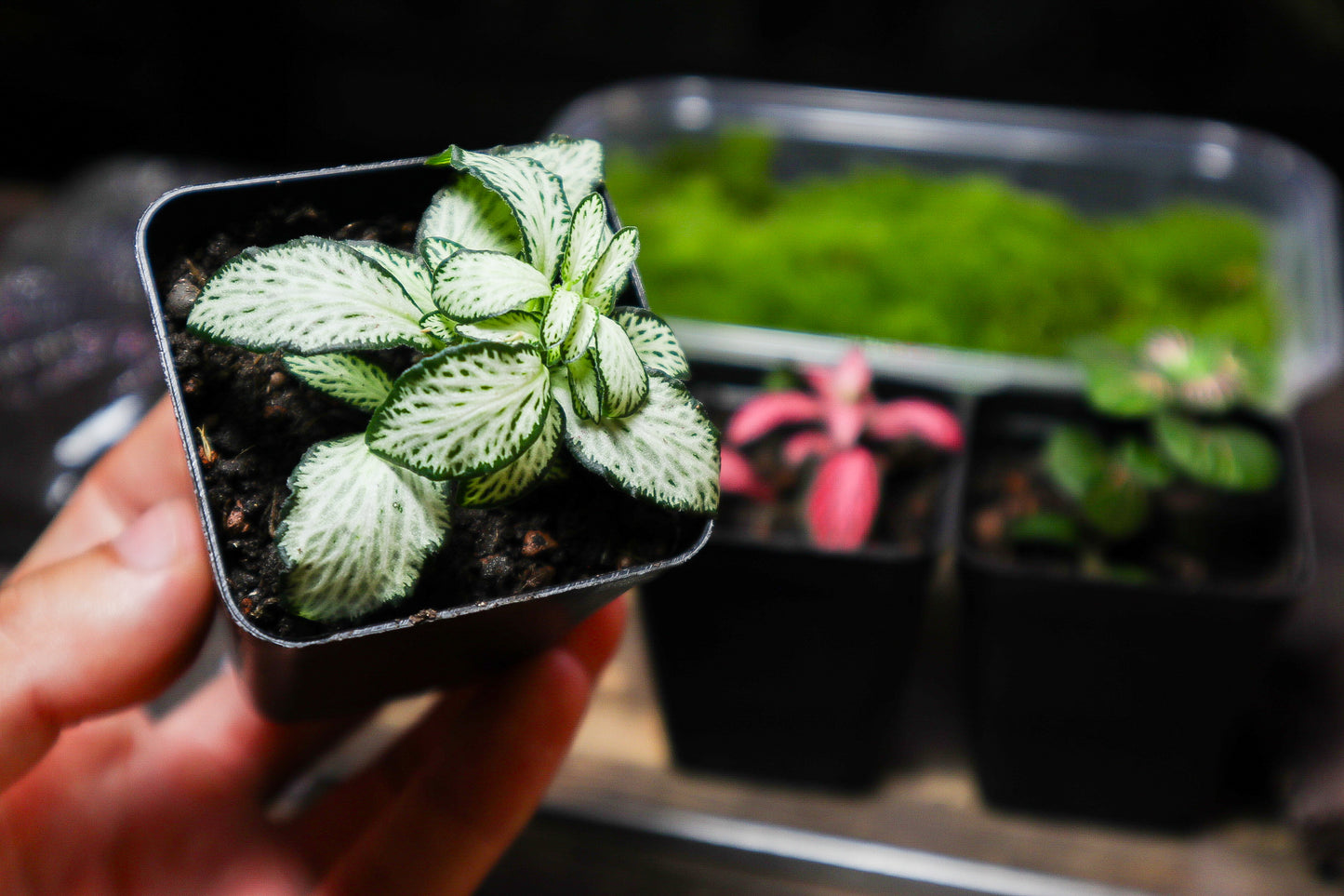 Beginner Terrarium Kit (UK Delivery Only)