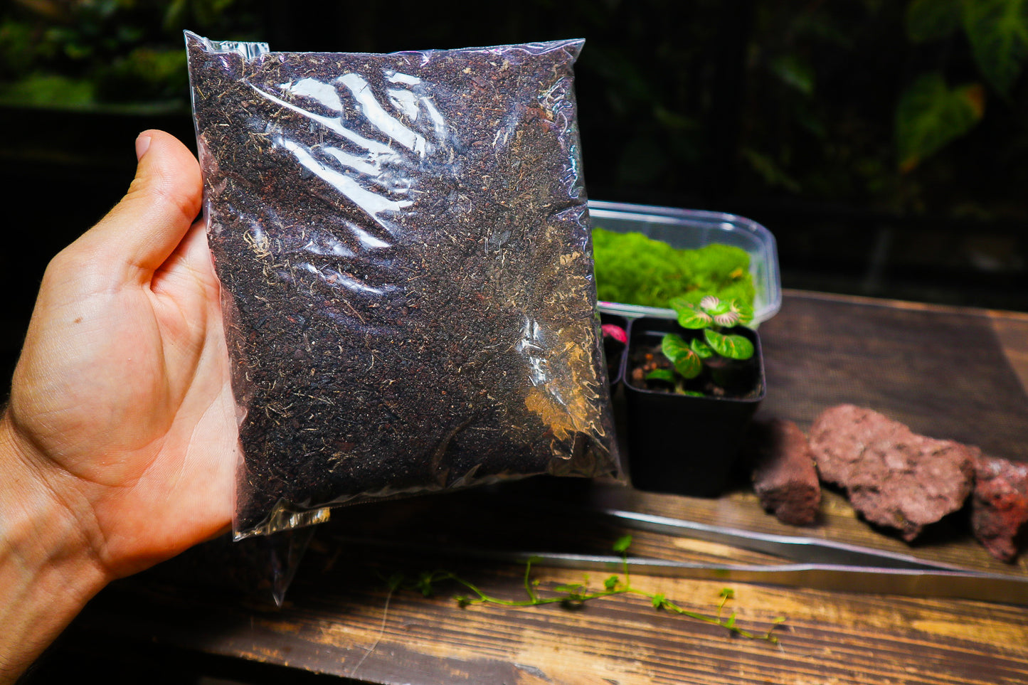 Beginner Terrarium Kit (UK Delivery Only)