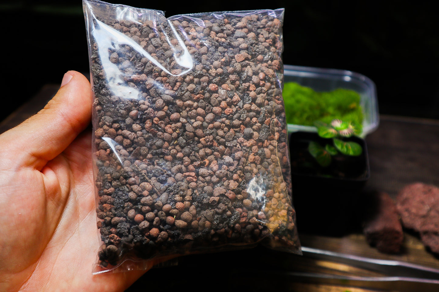 Beginner Terrarium Kit (UK Delivery Only)