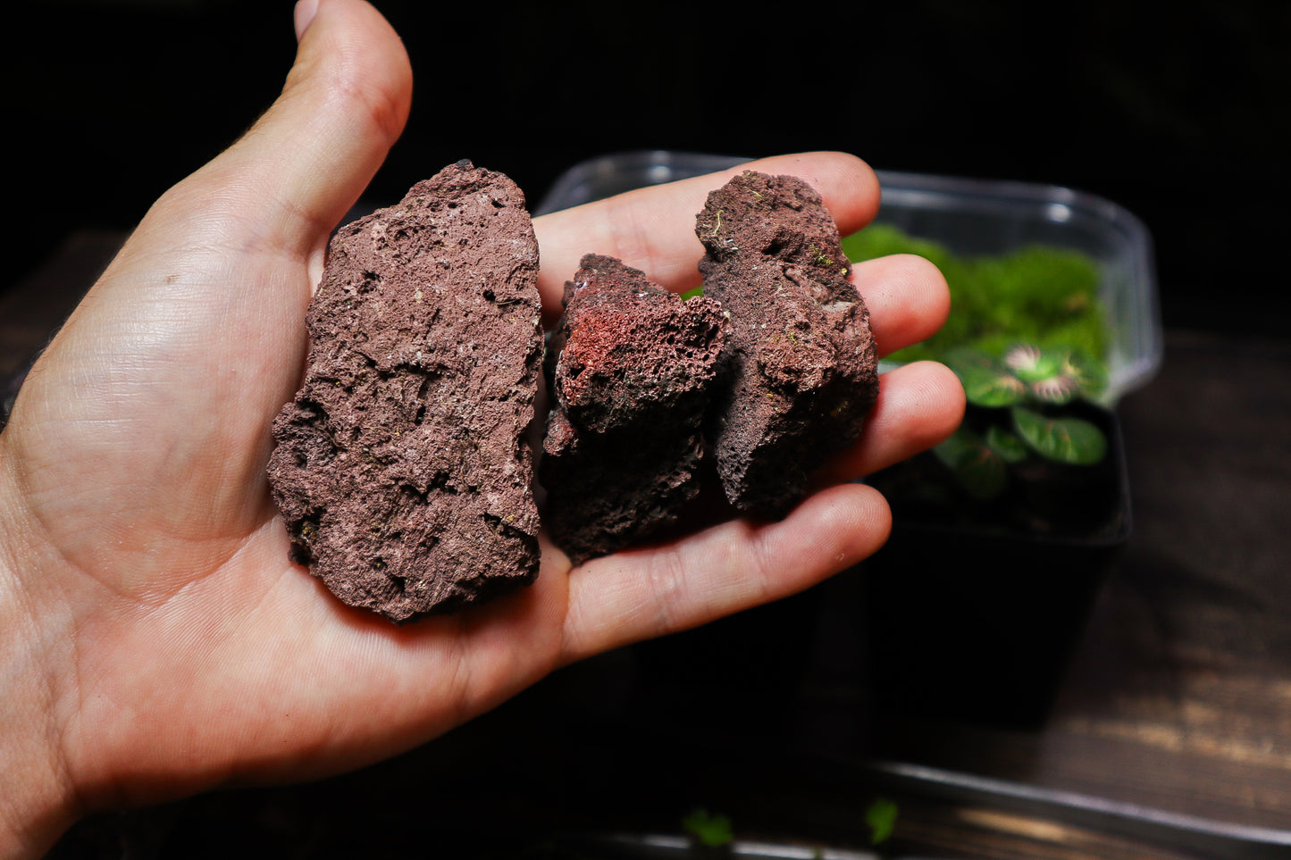 Beginner Terrarium Kit (UK Delivery Only)