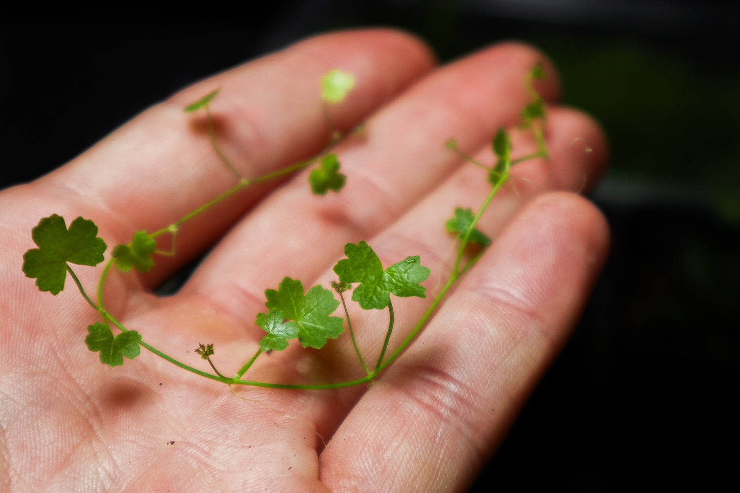 Beginner Terrarium Kit (UK Delivery Only)