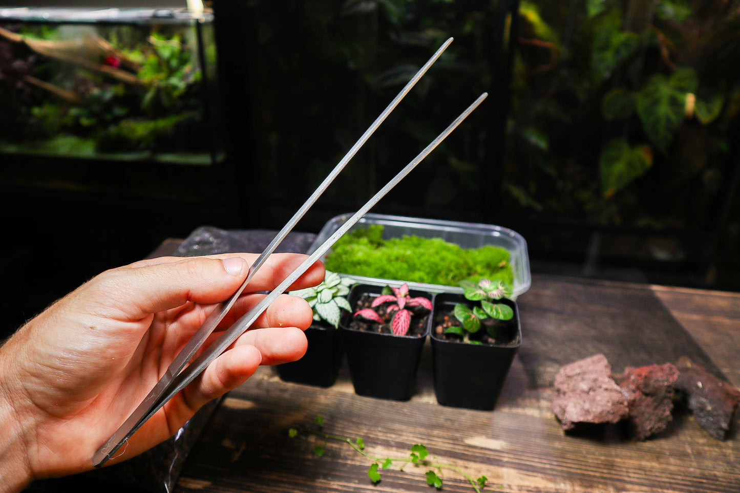 Beginner Terrarium Kit (UK Delivery Only)