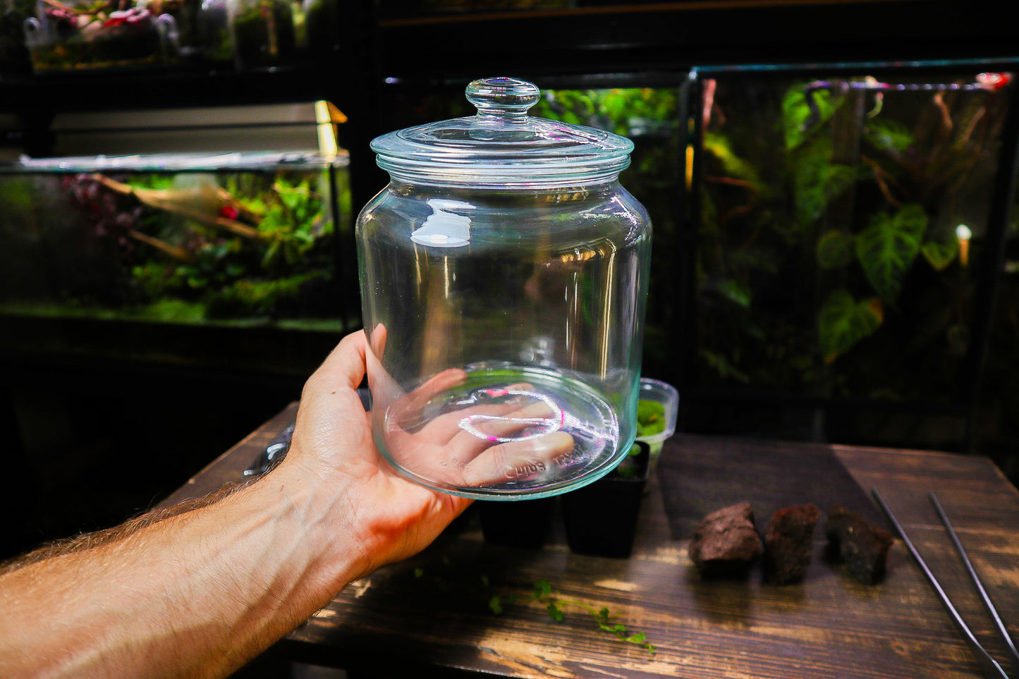 Beginner Terrarium Kit (UK Delivery Only)