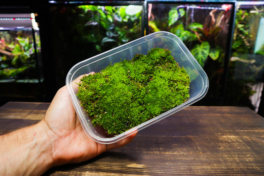 Cushion Moss Tub 10cm x15cm (UK Delivery Only)