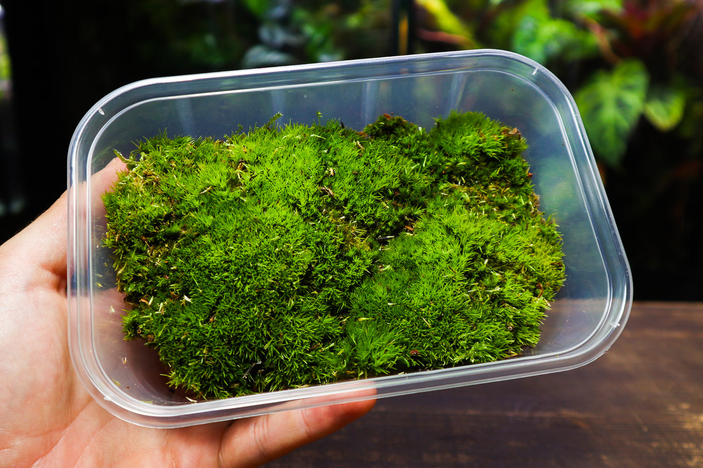 Cushion Moss Tub 10cm x15cm (UK Delivery Only)