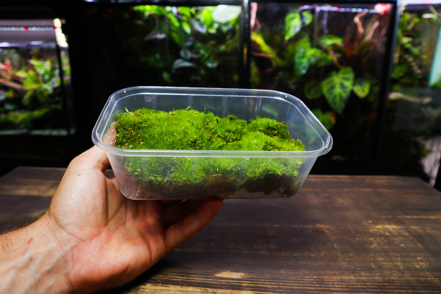 Cushion Moss Tub 10cm x15cm (UK Delivery Only)