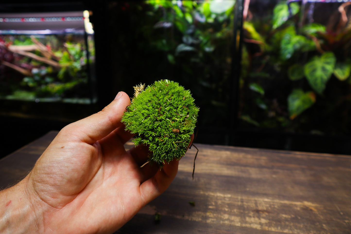 Cushion Moss Tub 10cm x15cm (UK Delivery Only)