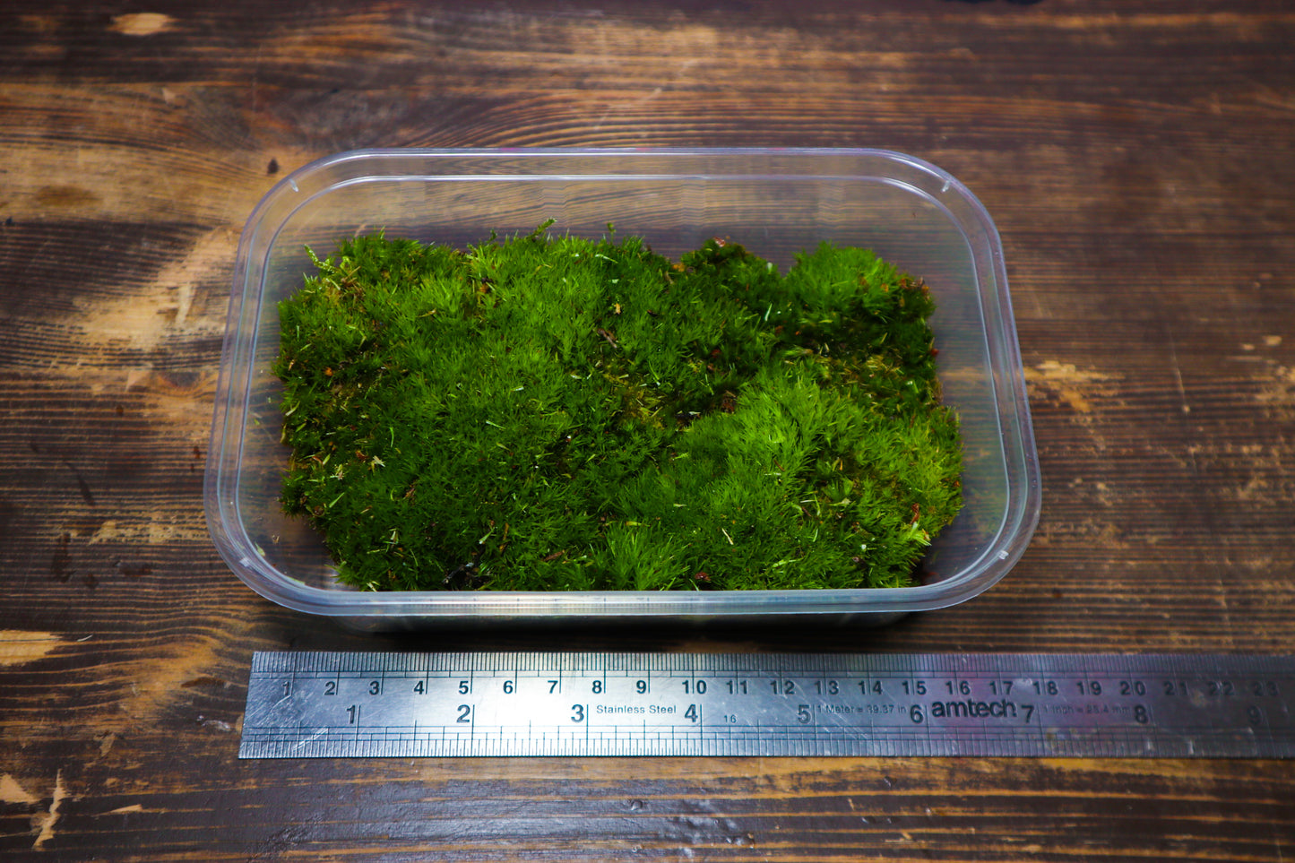 Cushion Moss Tub 10cm x15cm (UK Delivery Only)