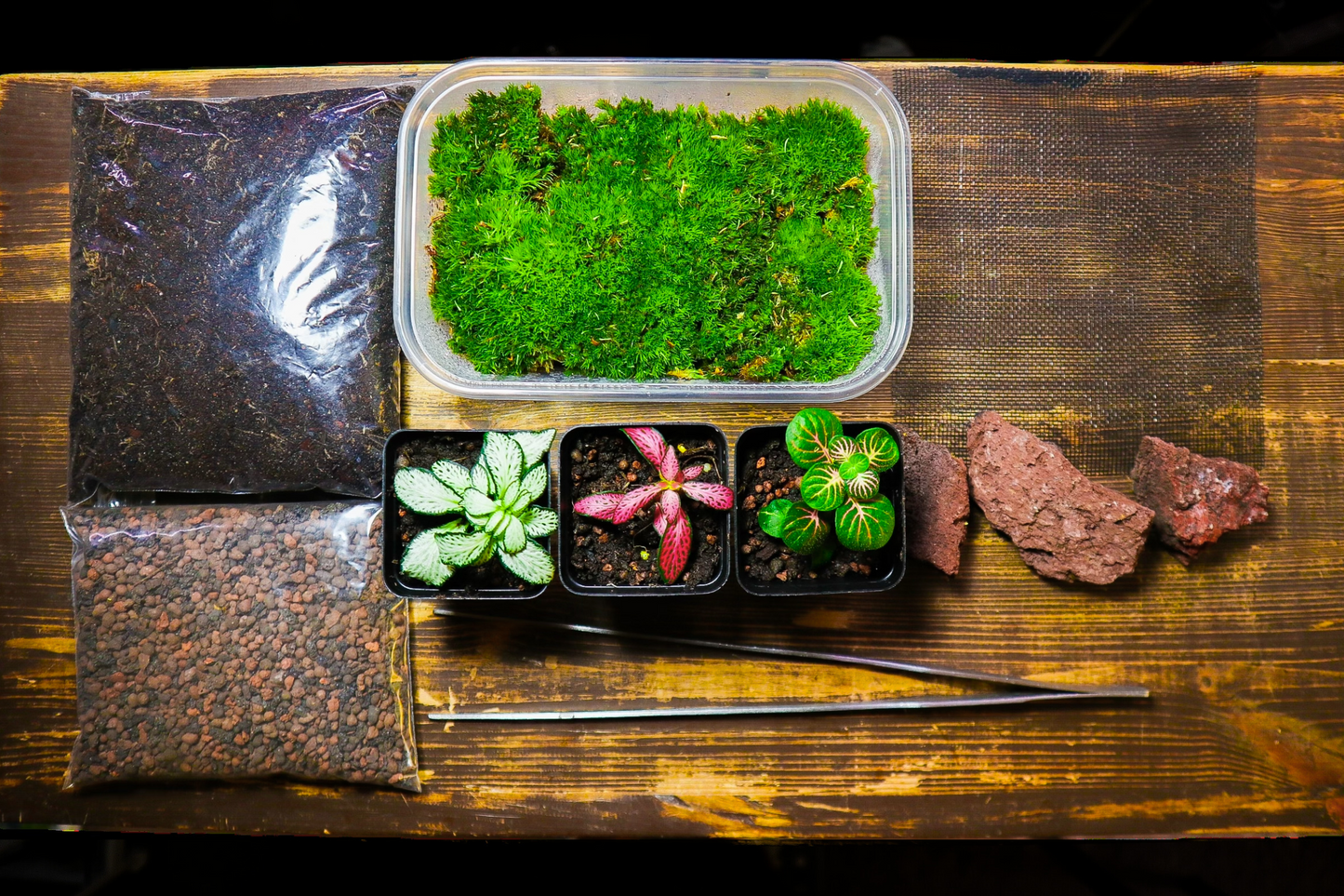 Beginner Terrarium Kit (UK Delivery Only)