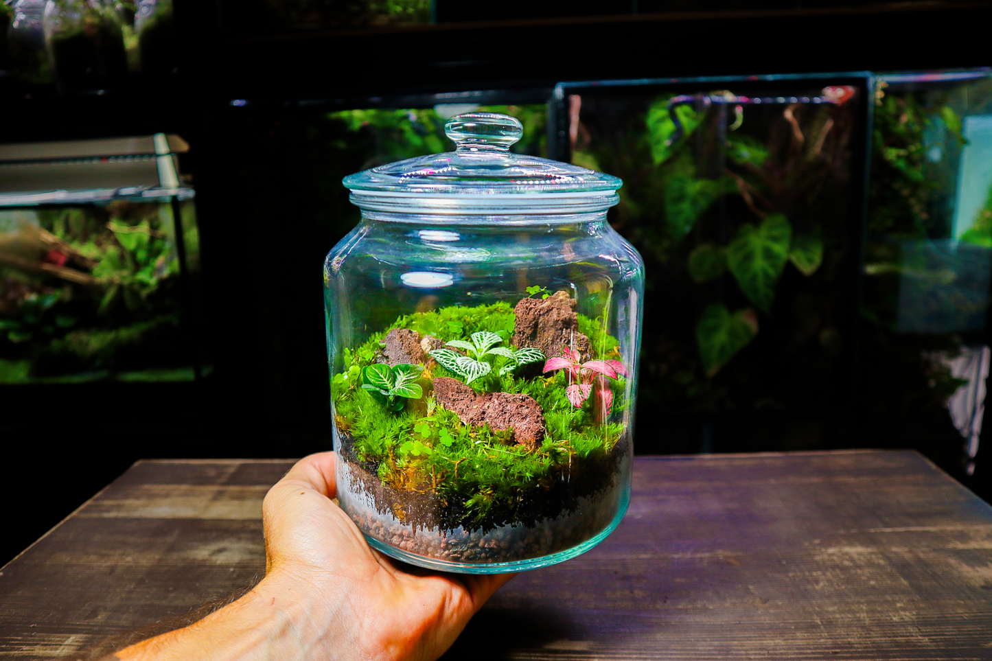 Beginner Terrarium Kit (UK Delivery Only)
