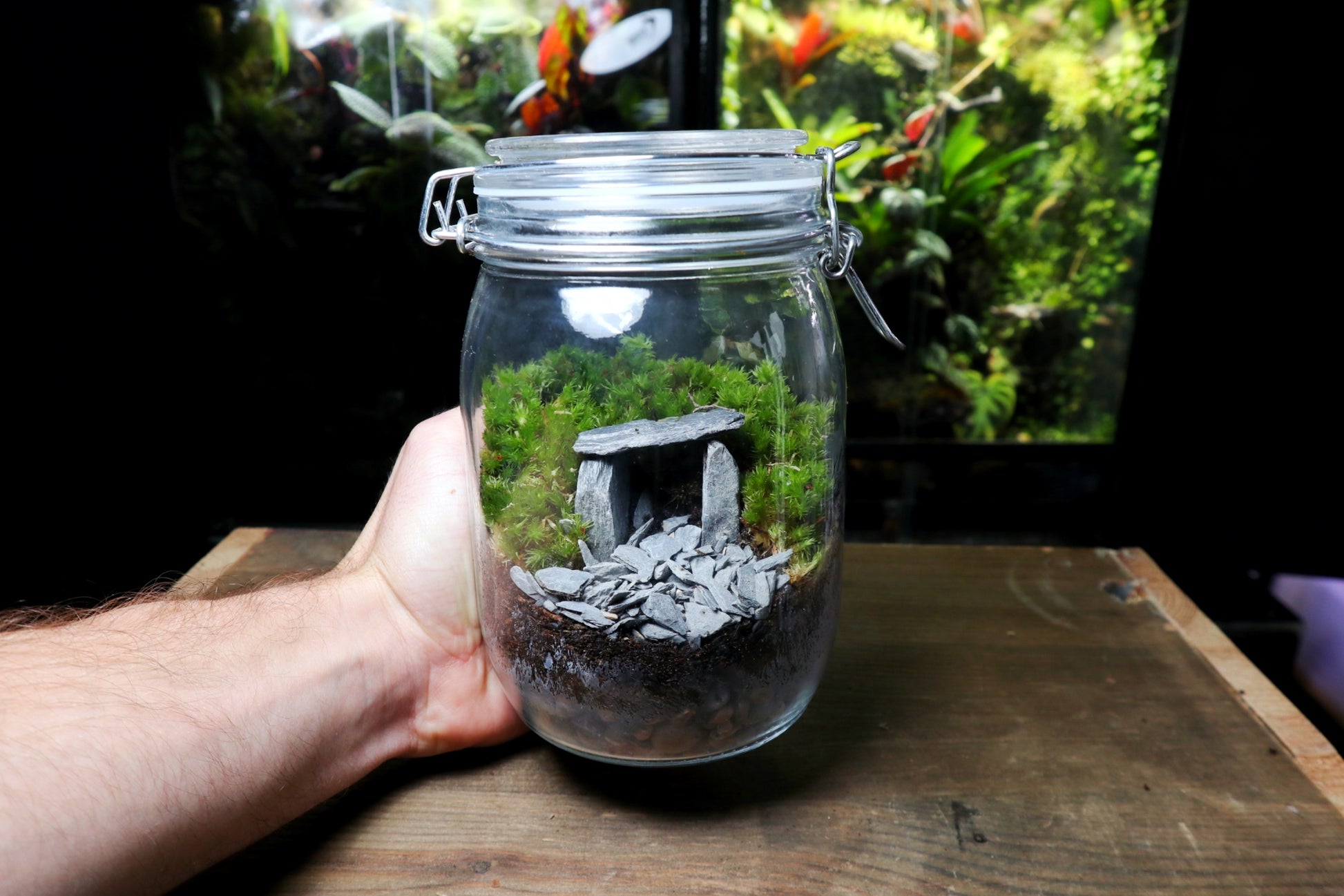 Cave Terrarium Kit (UK Delivery Only) - Terrarium Designs