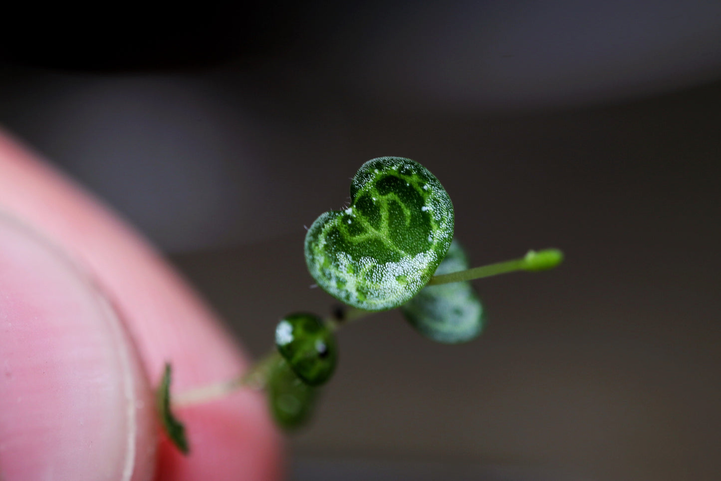 Rare Plant Terrarium (Peperomia Emarginella) (UK Delivery Only) - Terrarium Designs