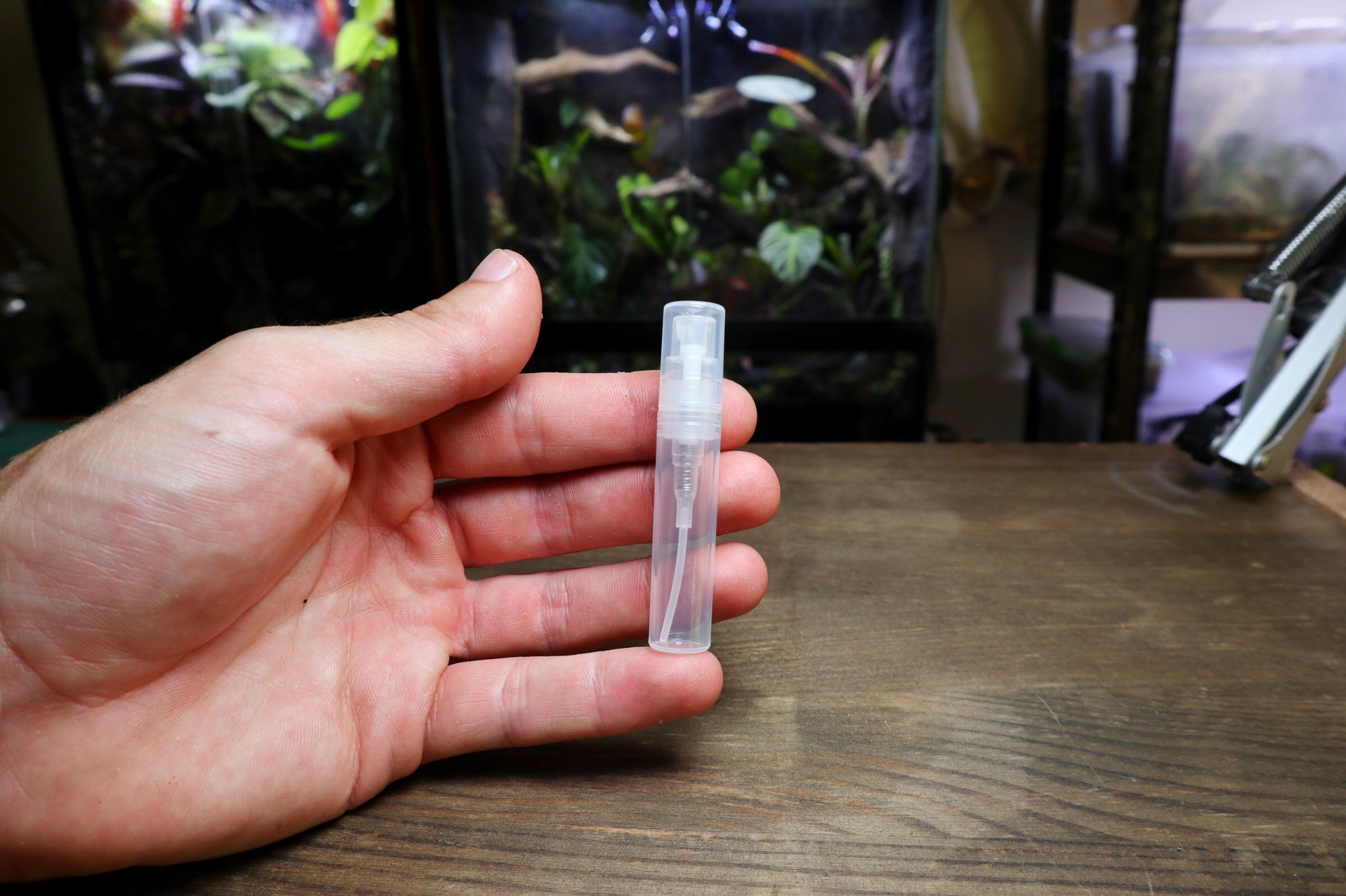 Rare Plant Terrarium (Peperomia Emarginella) (UK Delivery Only) - Terrarium Designs