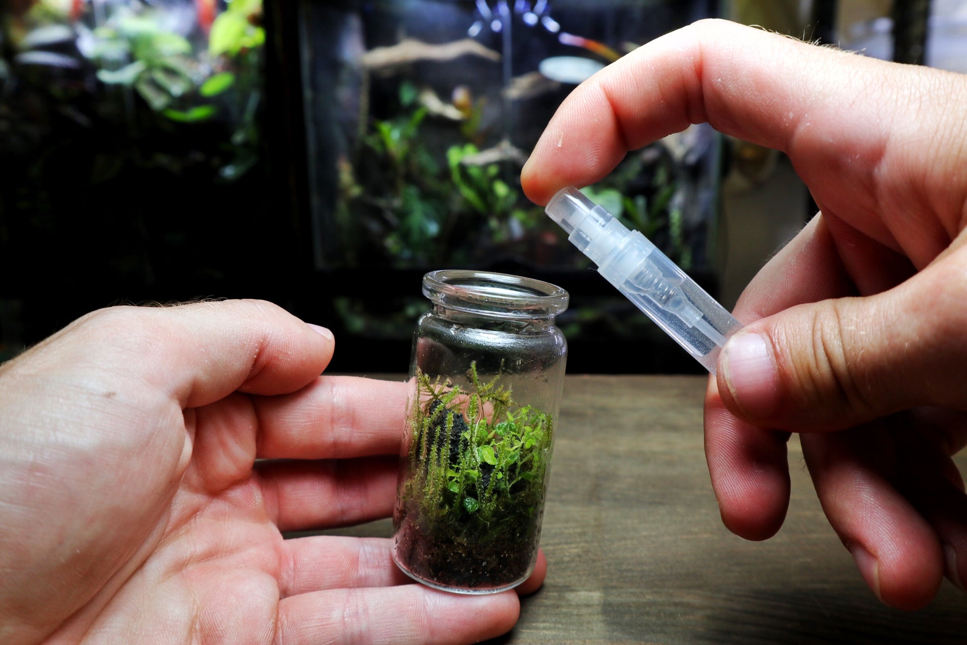 Mini Mister - Terrarium Designs