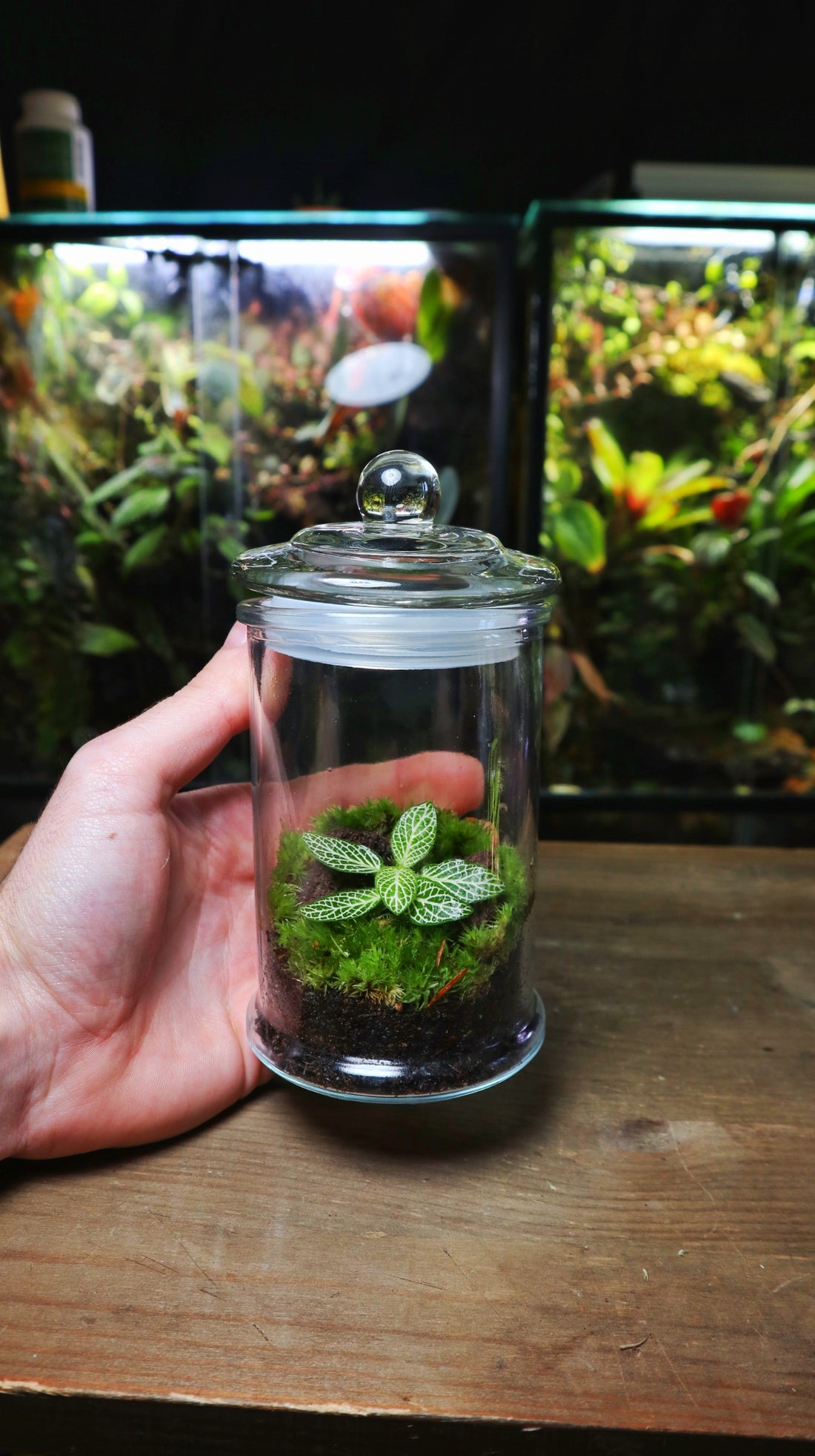 A 500ml jar terrarium planted with cushion moss and a white fittonia 