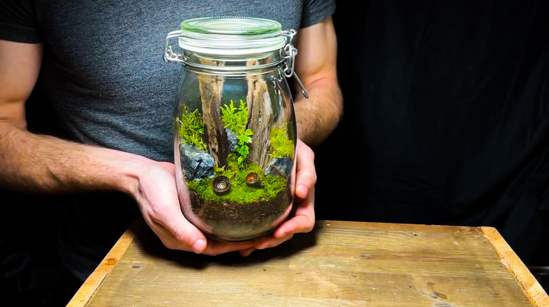 An Introduction to Terrariums: Bringing Nature Indoors