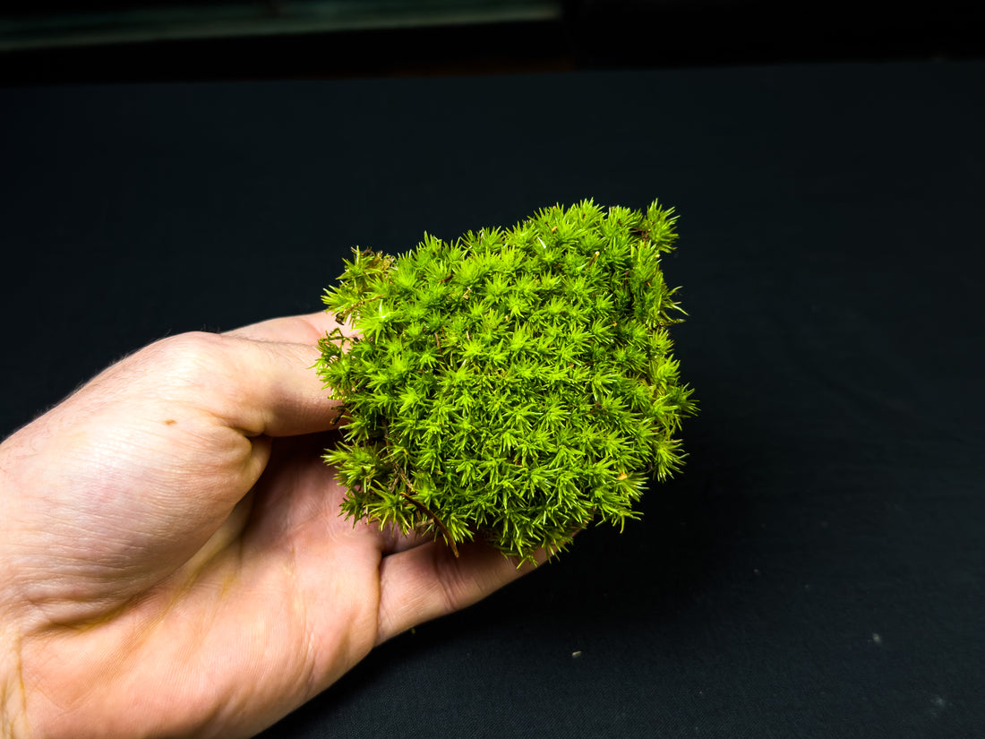 Moss for Terrariums: A Versatile and Beautiful Addition