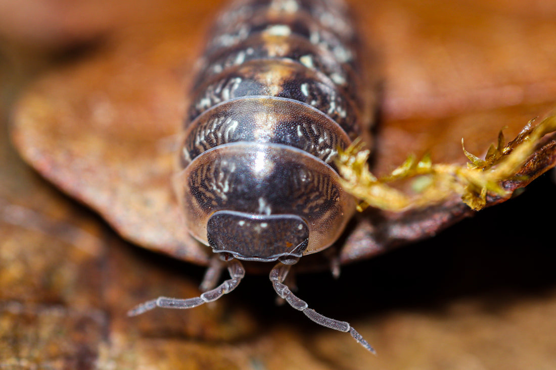 Isopods for Terrariums: A Natural and Helpful Addition