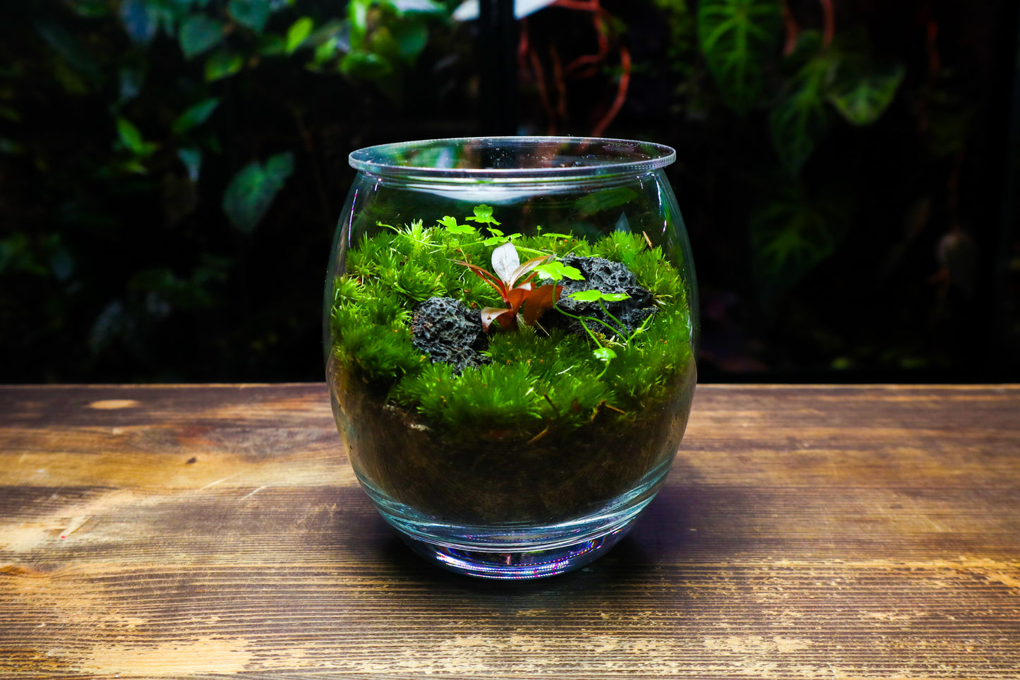 Globe Terrarium #2 (UK Delivery Only)