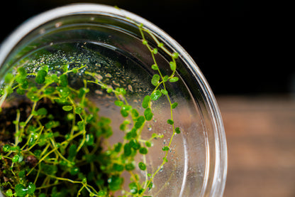 Peperomia Emarginella (Uk Delivery Only)