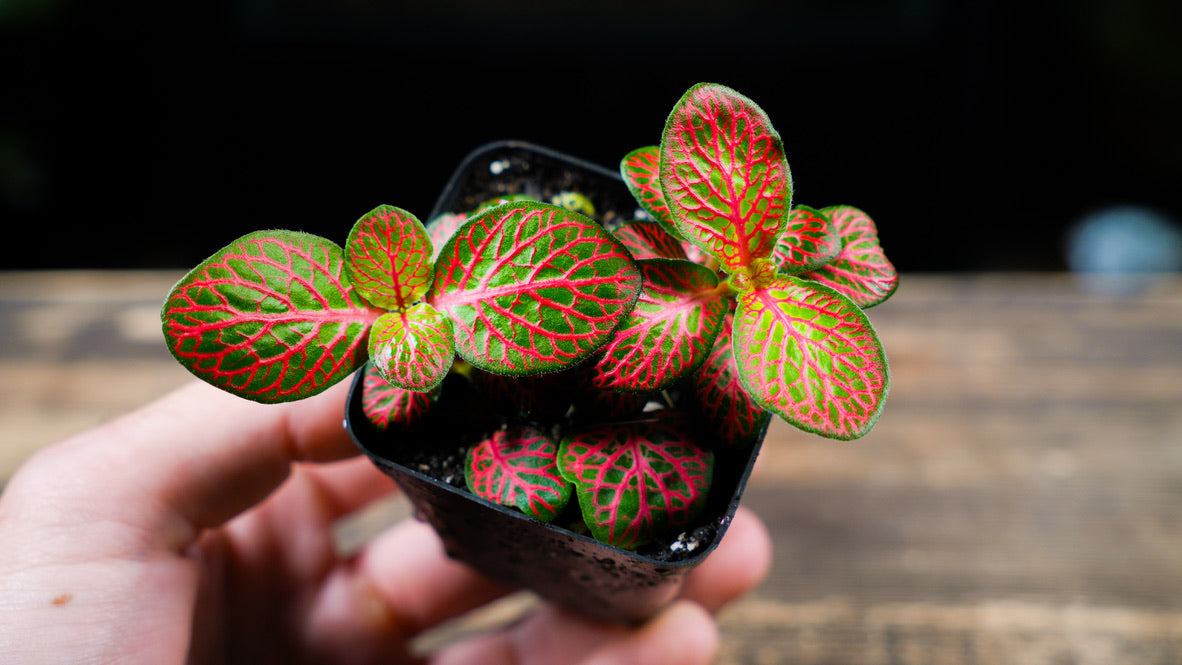 Hand holding a small potted plant with red and green leaves on a wooden surface.