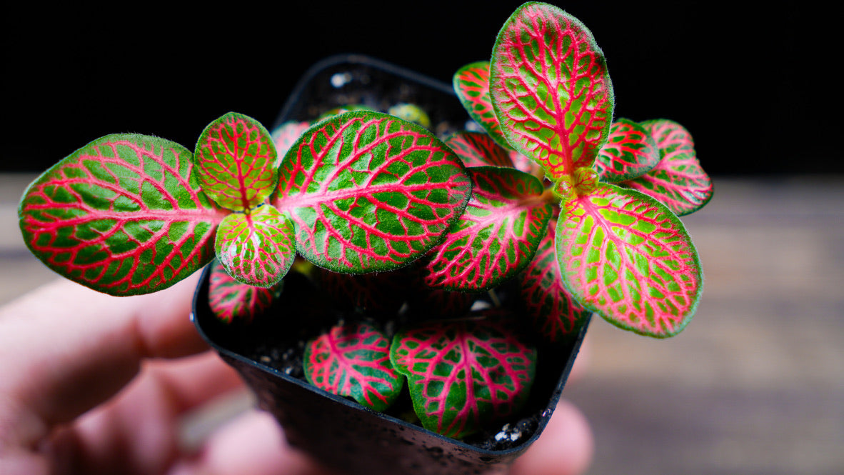 Small potted plant with red and green leaves held by a hand on a wooden surface.