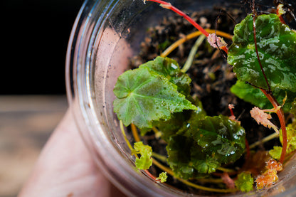 Begonia Lita - Rare Terrarium Plant (UK Delivery Only)