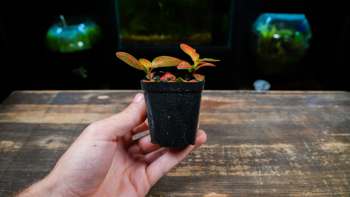 Hand holding a small potted plant on a wooden surface with a dark background