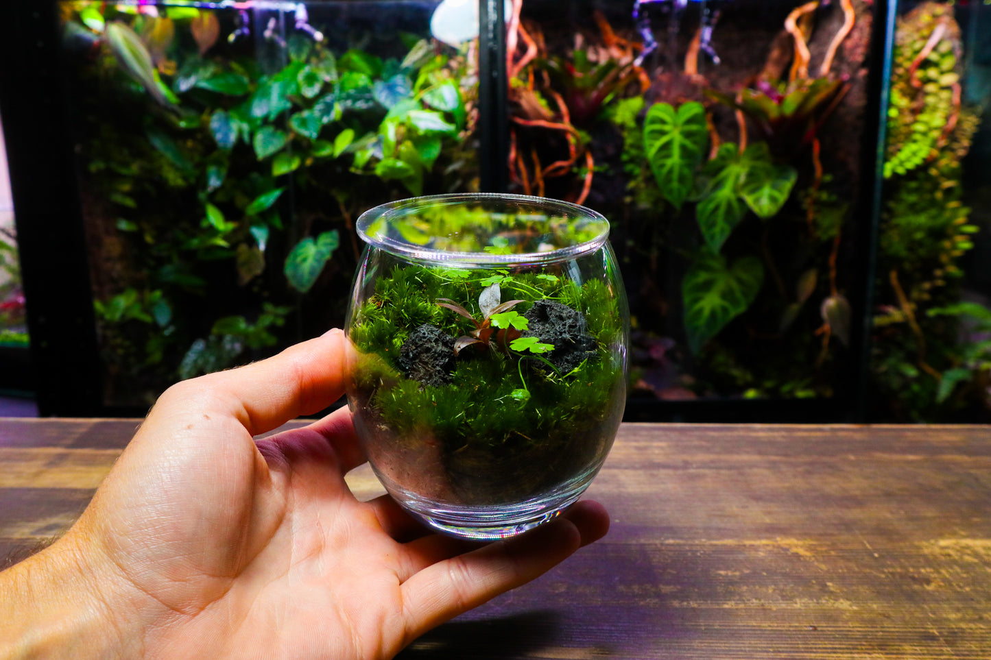 Globe Terrarium #2 (UK Delivery Only)