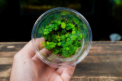 Hand holding a clear plastic cup with a small green plant inside on a wooden surface.