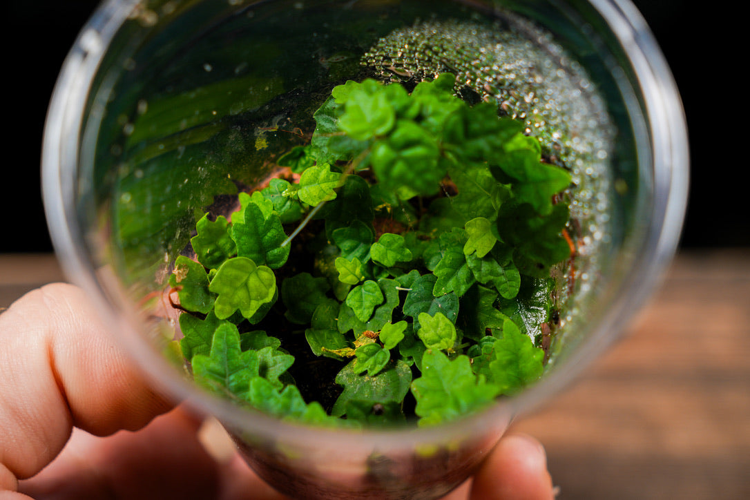 Close-up of green plants in a clear container held by a hand against a blurred background