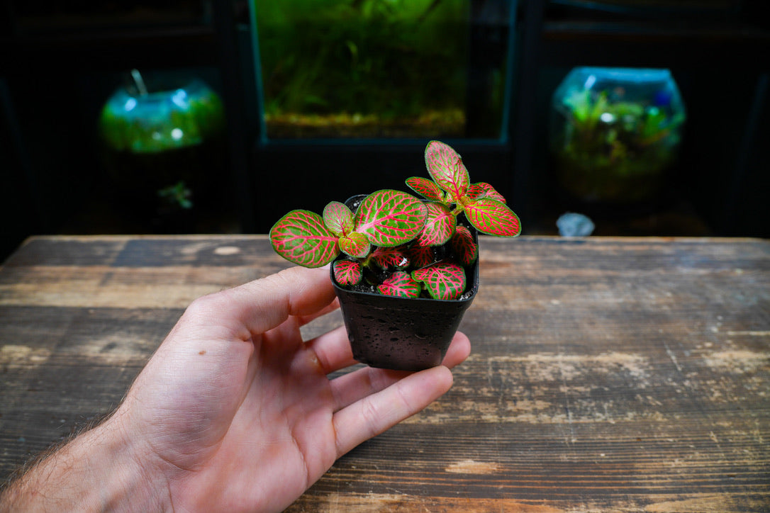 Hand holding a small potted plant on a wooden surface with aquariums in the background