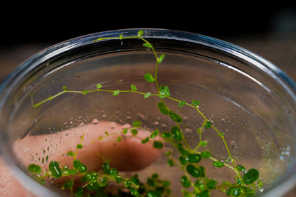 Peperomia Emarginella (Uk Delivery Only)