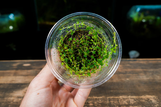 Peperomia Emarginella (Uk Delivery Only)